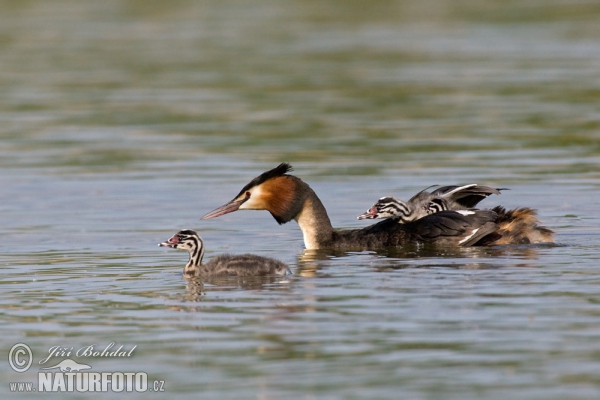 Great Crested Grebe (Podiceps cristatus)