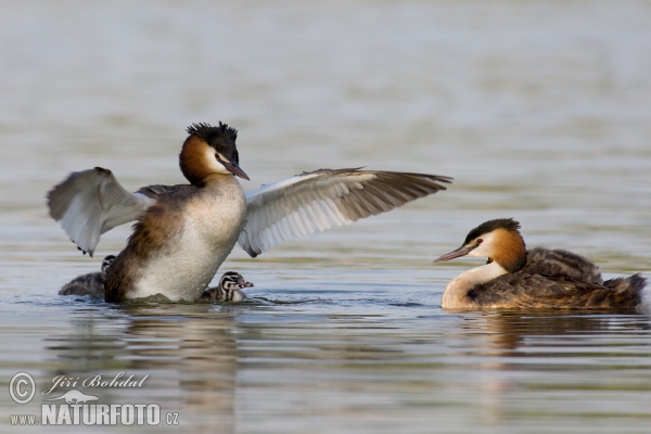 Great Crested Grebe (Podiceps cristatus)