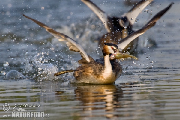 Great Crested Grebe (Podiceps cristatus)