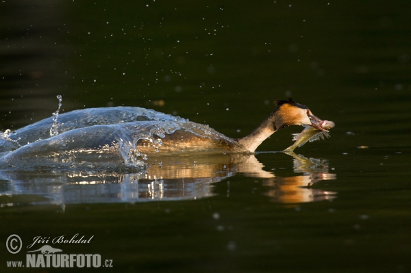 Great Crested Grebe (Podiceps cristatus)