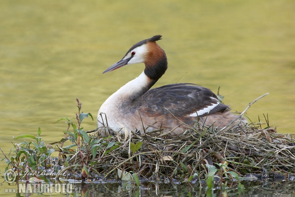 Great Crested Grebe (Podiceps cristatus)