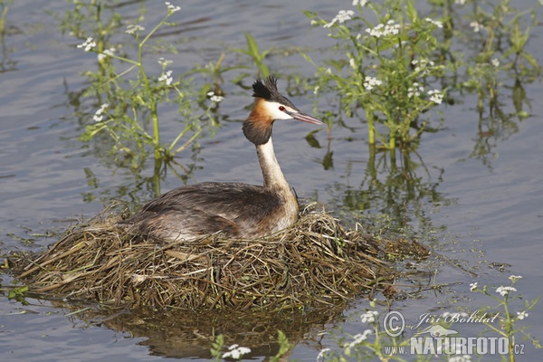 Great Crested Grebe (Podiceps cristatus)