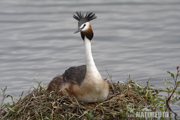 Great Crested Grebe (Podiceps cristatus)