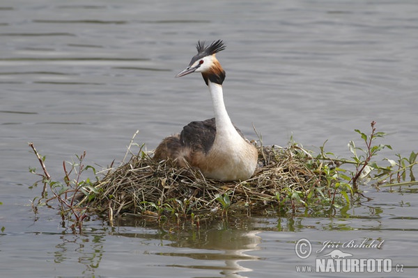 Great Crested Grebe (Podiceps cristatus)