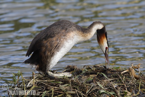 Great Crested Grebe (Podiceps cristatus)