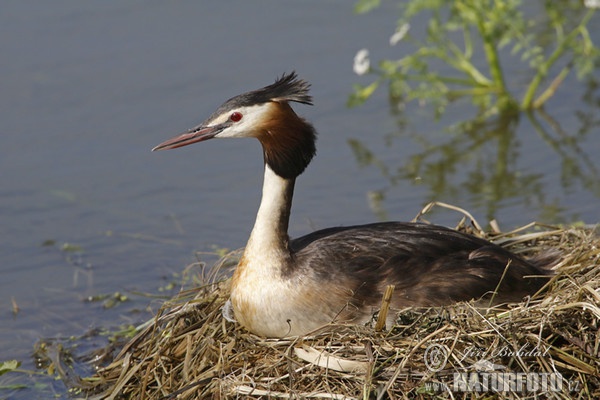 Great Crested Grebe (Podiceps cristatus)