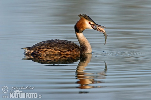 Great Crested Grebe (Podiceps cristatus)