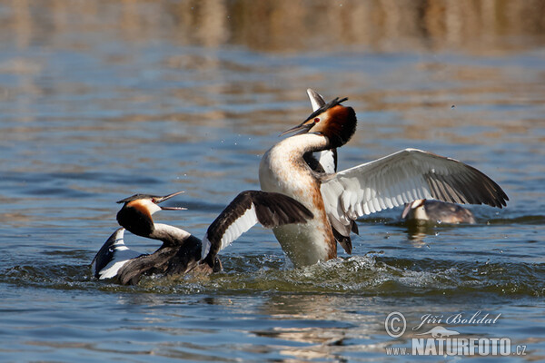 Great Crested Grebe (Podiceps cristatus)