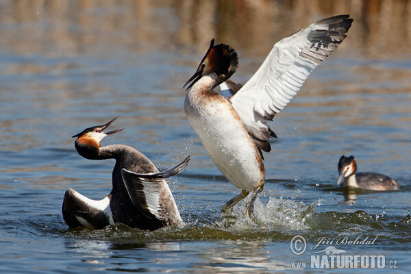 Great Crested Grebe