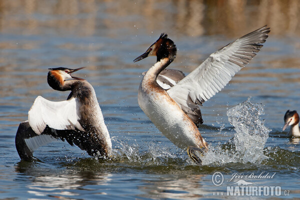 Great Crested Grebe (Podiceps cristatus)