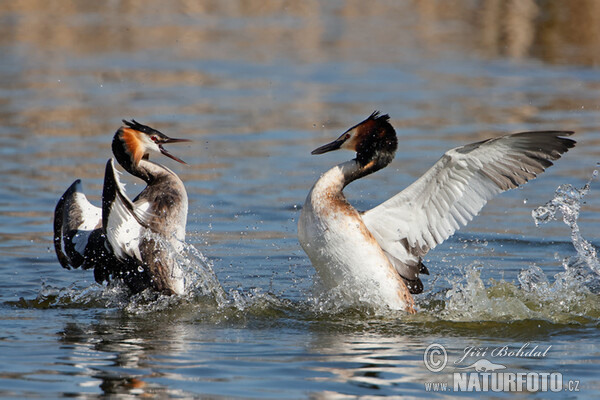 Great Crested Grebe (Podiceps cristatus)