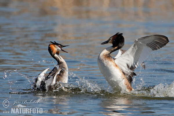 Great Crested Grebe (Podiceps cristatus)