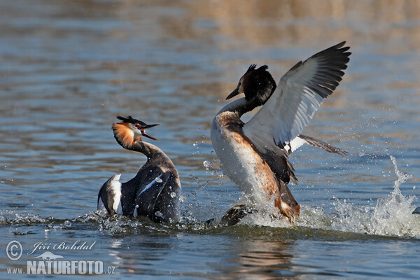 Great Crested Grebe (Podiceps cristatus)