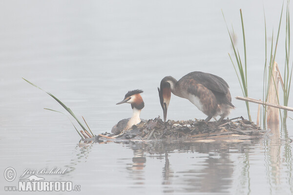 Great Crested Grebe (Podiceps cristatus)