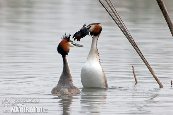 Great Crested Grebe (Podiceps cristatus)