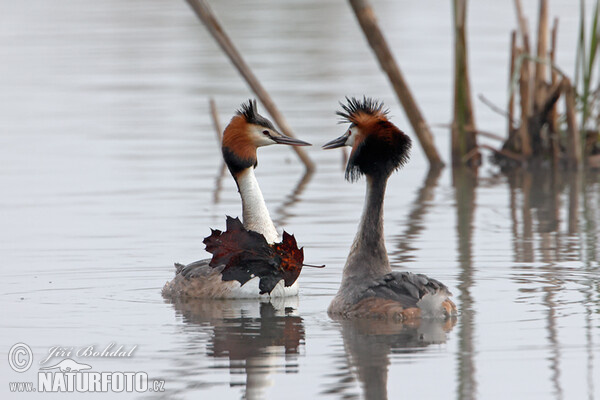 Great Crested Grebe (Podiceps cristatus)