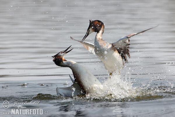 Great Crested Grebe (Podiceps cristatus)