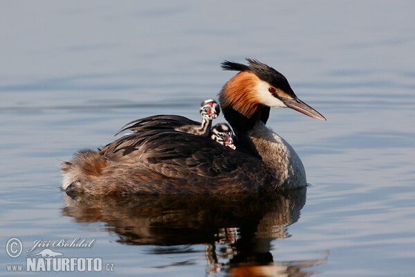 Great Crested Grebe (Podiceps cristatus)