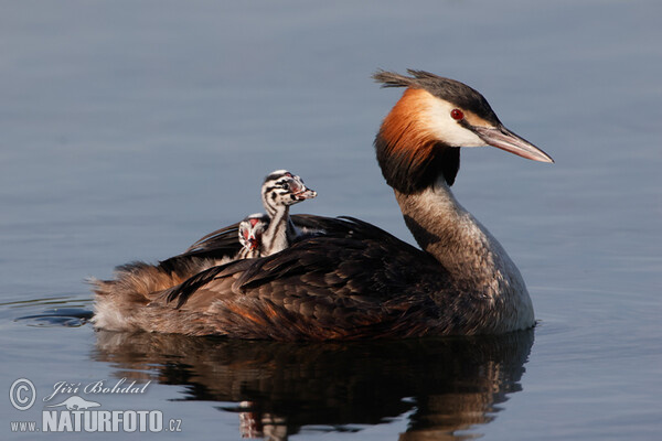 Great Crested Grebe (Podiceps cristatus)