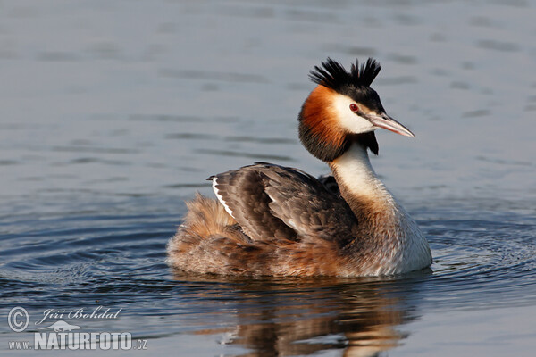 Great Crested Grebe (Podiceps cristatus)