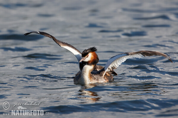 Great Crested Grebe (Podiceps cristatus)