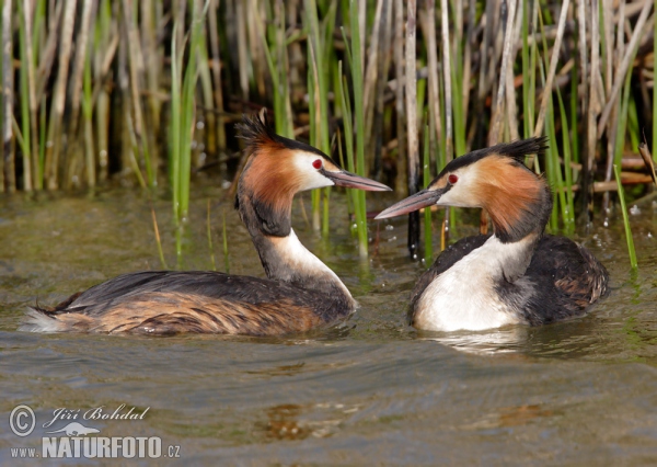 Great Crested Grebe (Podiceps cristatus)