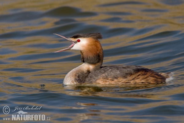 Great Crested Grebe (Podiceps cristatus)