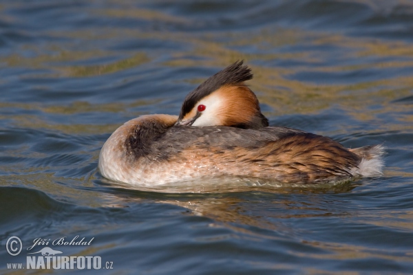 Great Crested Grebe (Podiceps cristatus)