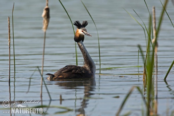 Great Crested Grebe (Podiceps cristatus)