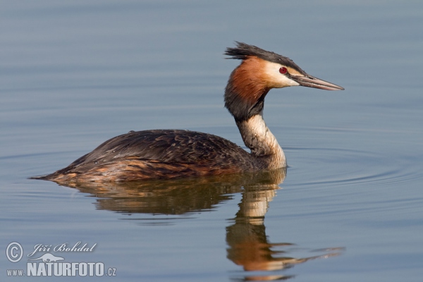 Great Crested Grebe (Podiceps cristatus)