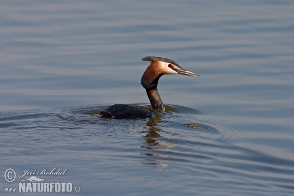 Great Crested Grebe (Podiceps cristatus)