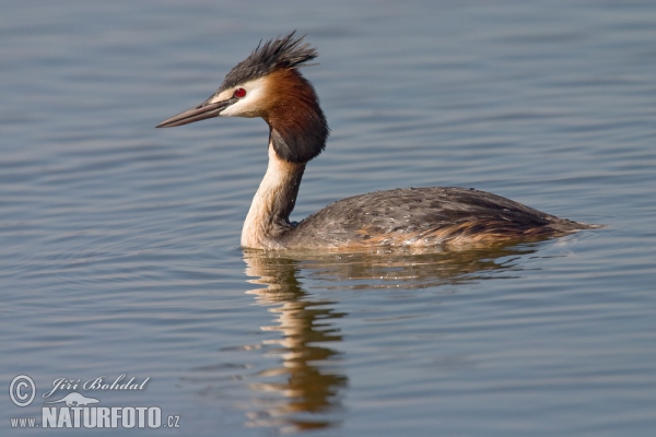 Great Crested Grebe (Podiceps cristatus)