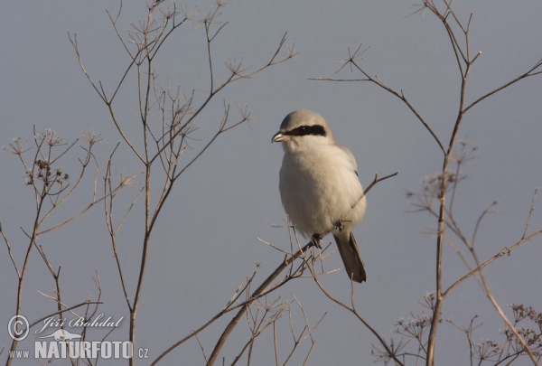 Great Grey Shrike (Lanius excubitor)