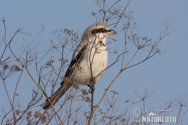 Great Grey Shrike (Lanius excubitor)