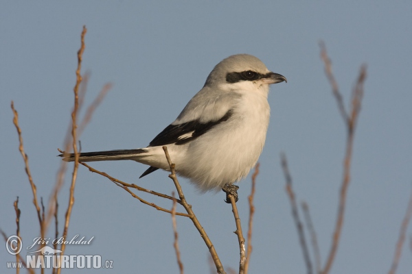 Great Grey Shrike (Lanius excubitor)