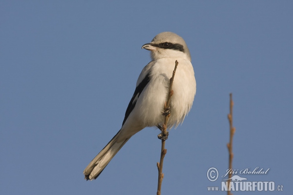 Great Grey Shrike (Lanius excubitor)