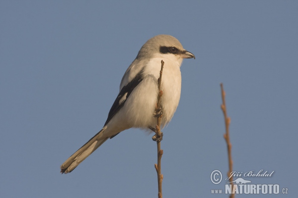 Great Grey Shrike (Lanius excubitor)