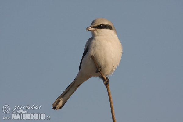 Great Grey Shrike (Lanius excubitor)