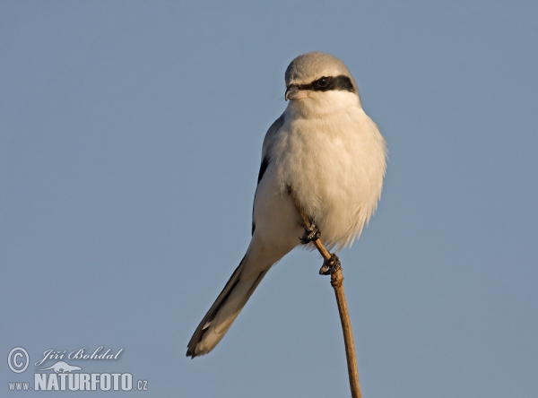 Great Grey Shrike (Lanius excubitor)