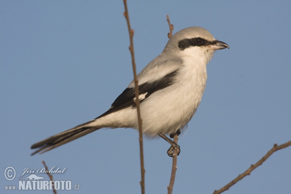 Great Grey Shrike (Lanius excubitor)