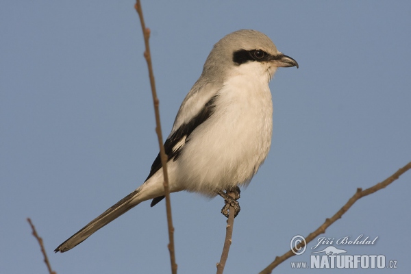 Great Grey Shrike (Lanius excubitor)