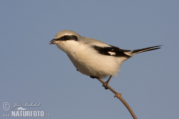 Great Grey Shrike (Lanius excubitor)