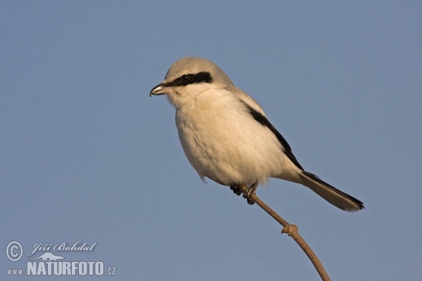 Great Grey Shrike (Lanius excubitor)