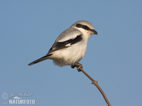 Great Grey Shrike (Lanius excubitor)