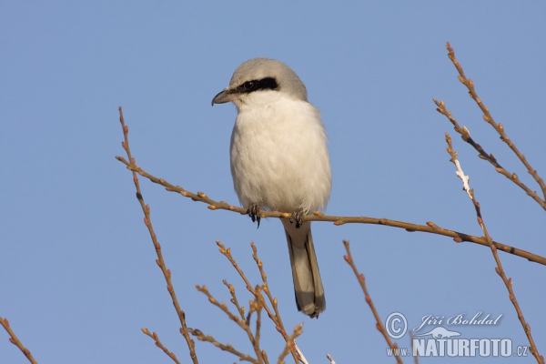 Great Grey Shrike (Lanius excubitor)