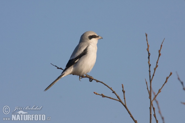 Great Grey Shrike (Lanius excubitor)