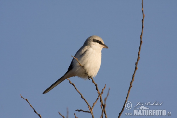 Great Grey Shrike (Lanius excubitor)