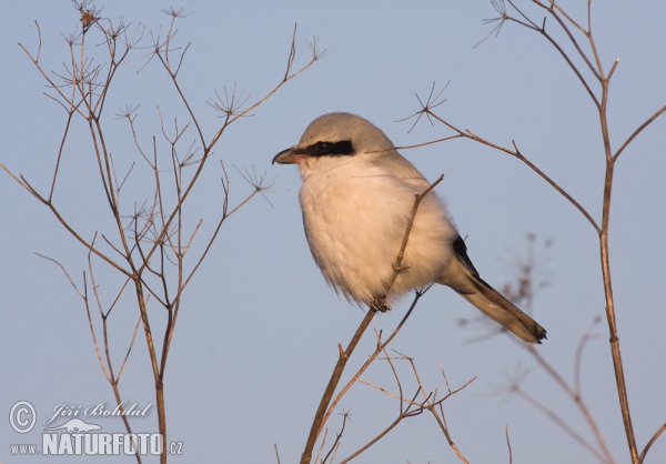 Great Grey Shrike (Lanius excubitor)