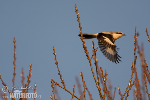 Great Grey Shrike (Lanius excubitor)