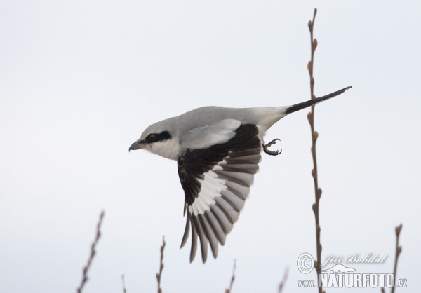 Great Grey Shrike (Lanius excubitor)